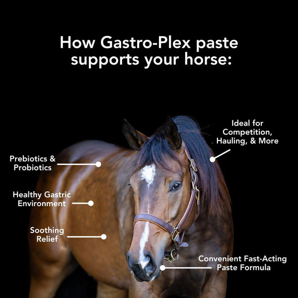 MVP | Gastro-Plex Paste
