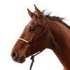 Classic Equine | Braided Rawhide Rope Halter