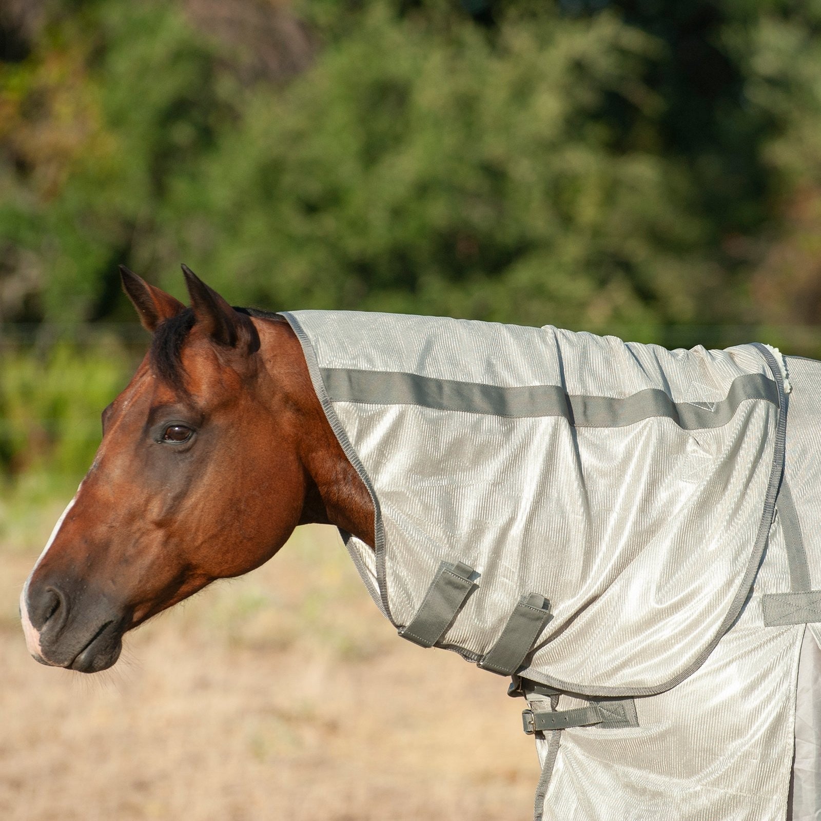 Cashel | Econo Fly Sheet with Neck