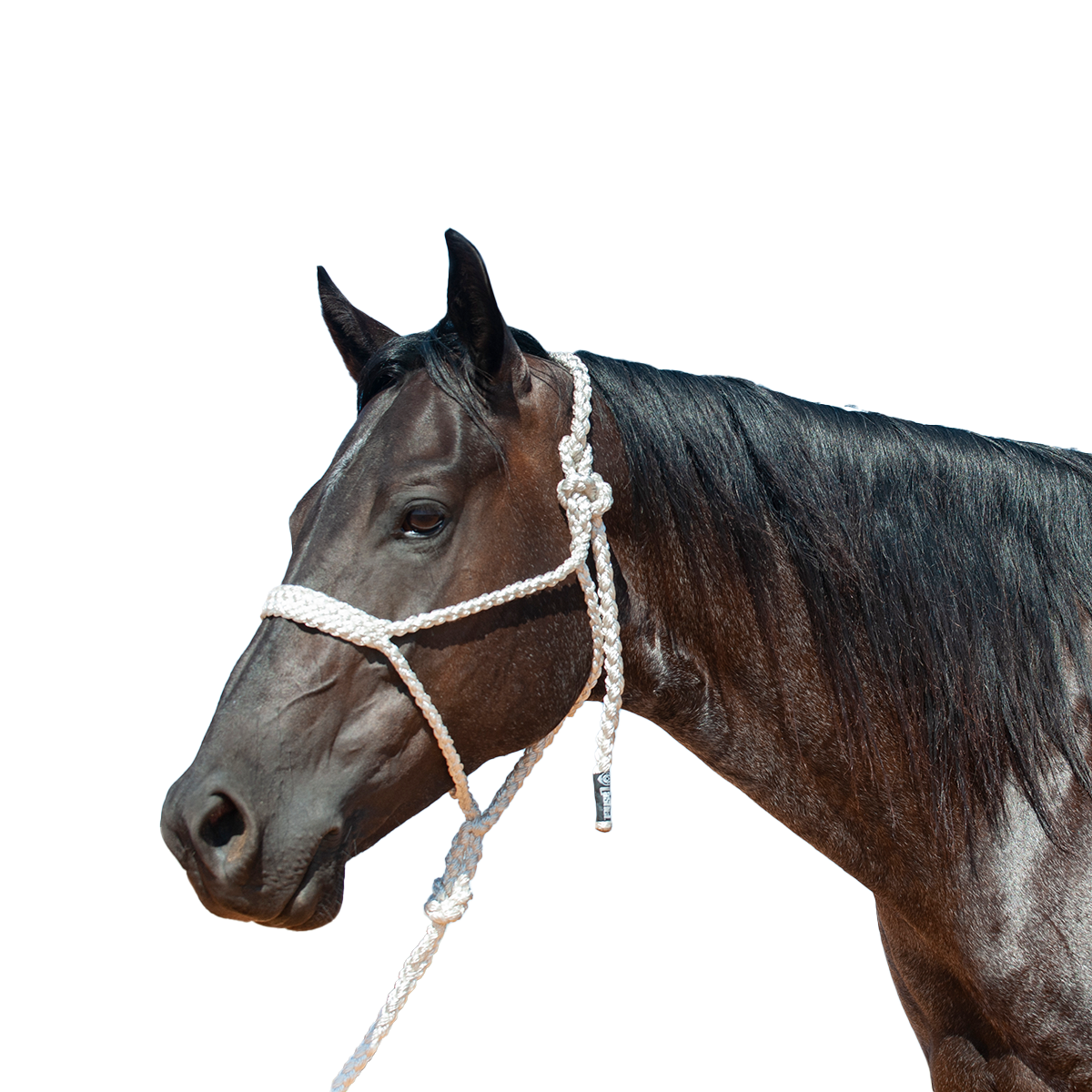 Cashel |  Flat Braid Halter w/ 9' Lead