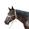 Cashel |  Flat Braid Halter w/ 9' Lead