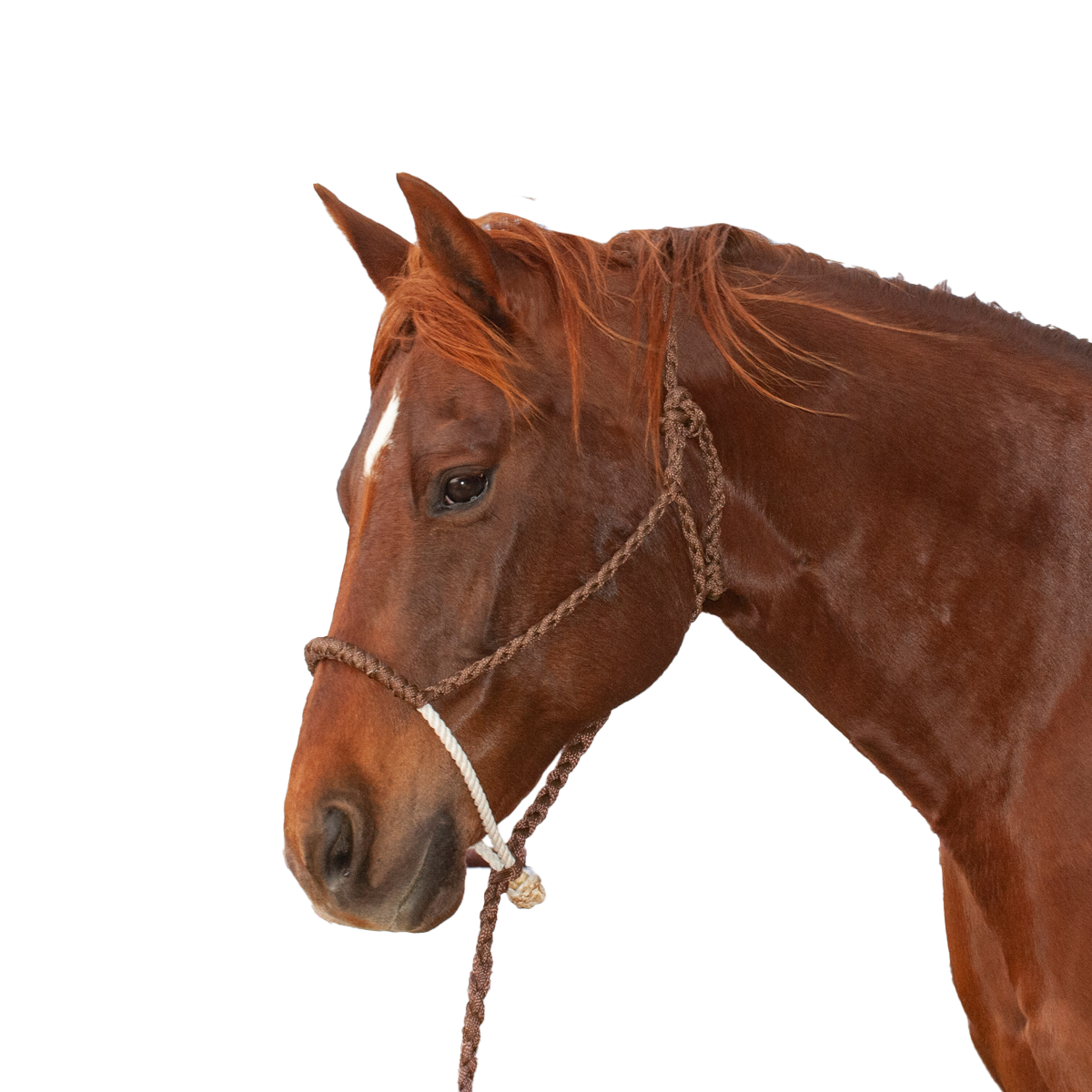 Classic Equine | Halter w/Lead | Rope Nose