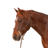 Classic Equine | Halter w/Lead | Rope Nose