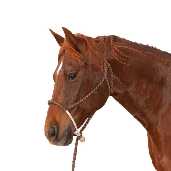 Classic Equine | Halter w/Lead | Rope Nose