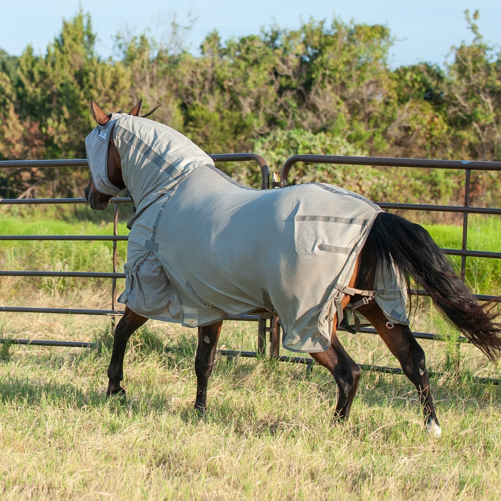Cashel | Econo Fly Sheet with Neck