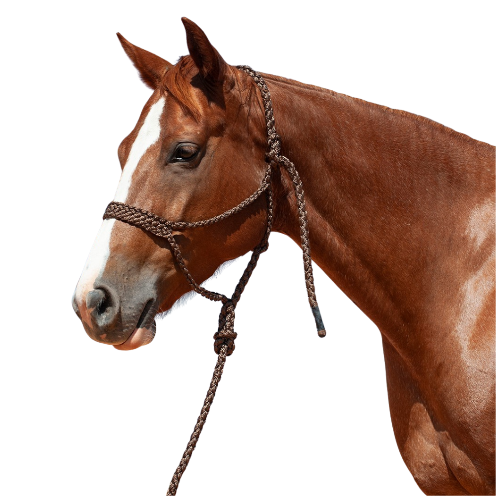 Cashel |  Flat Braid Halter w/ 9' Lead
