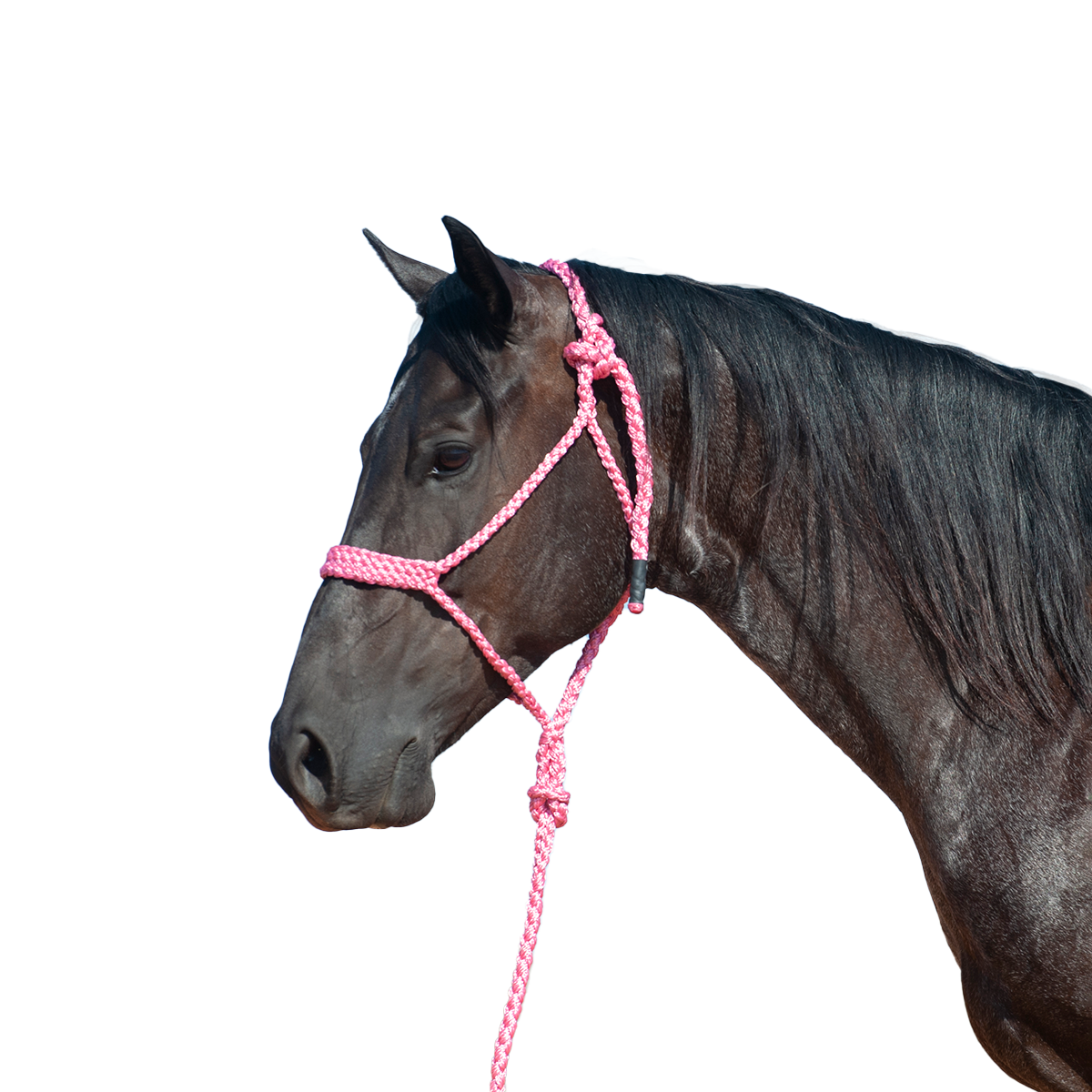Cashel |  Flat Braid Halter w/ 9' Lead