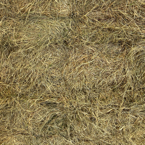 3 String Bermuda Hay
