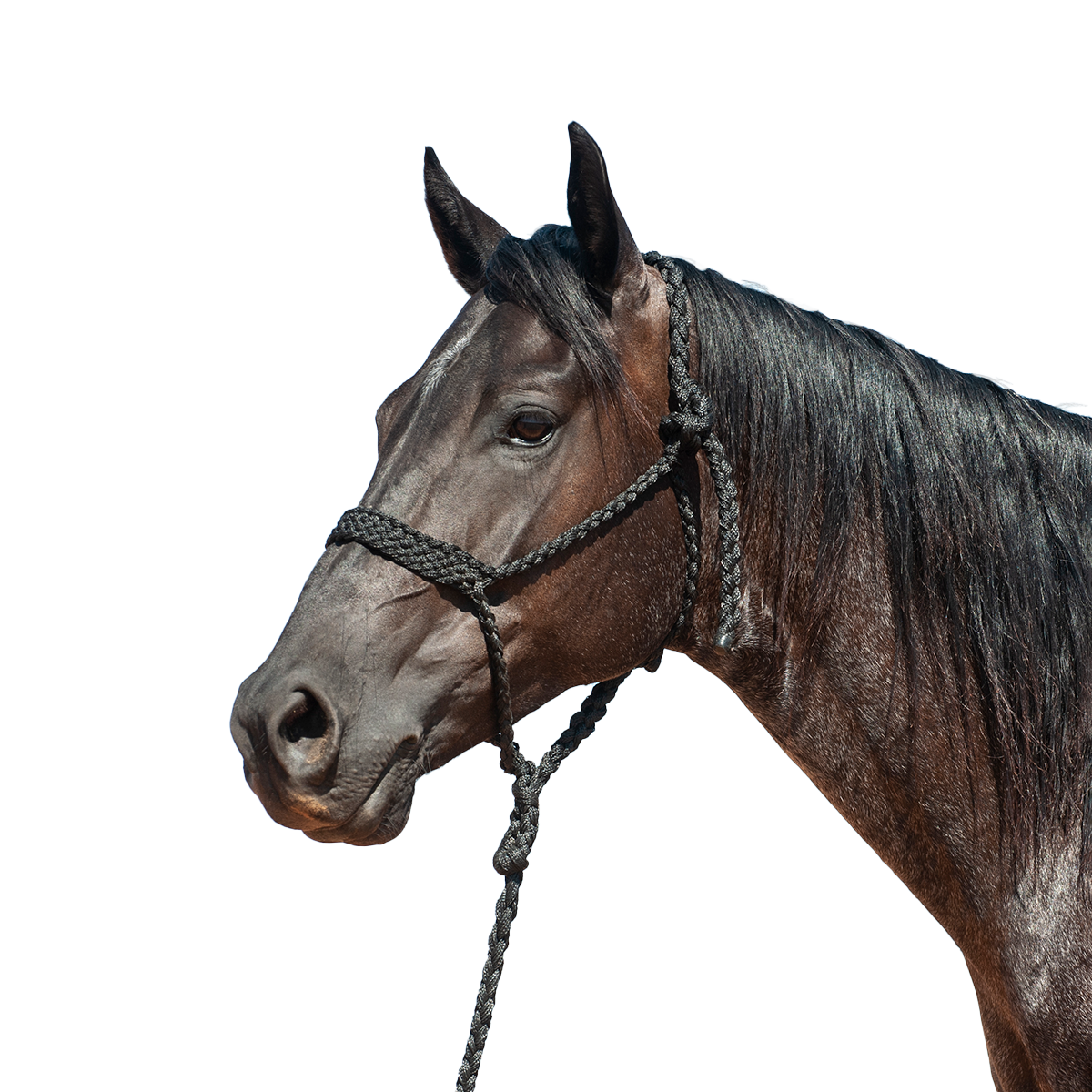 Cashel |  Flat Braid Halter w/ 9' Lead
