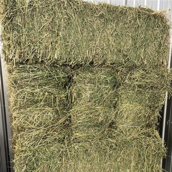3 String Alfalfa Hay