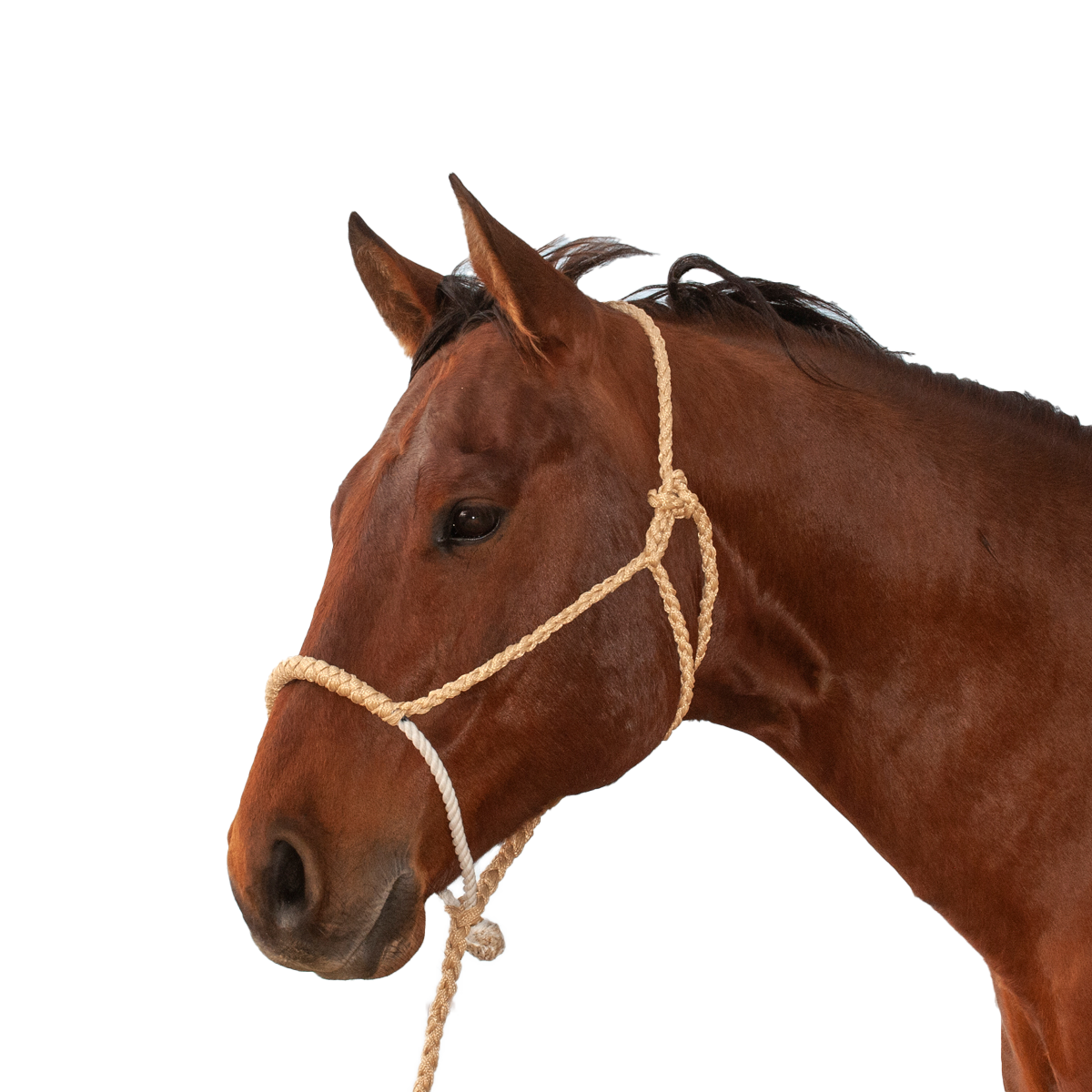 Classic Equine | Halter w/Lead | Rope Nose
