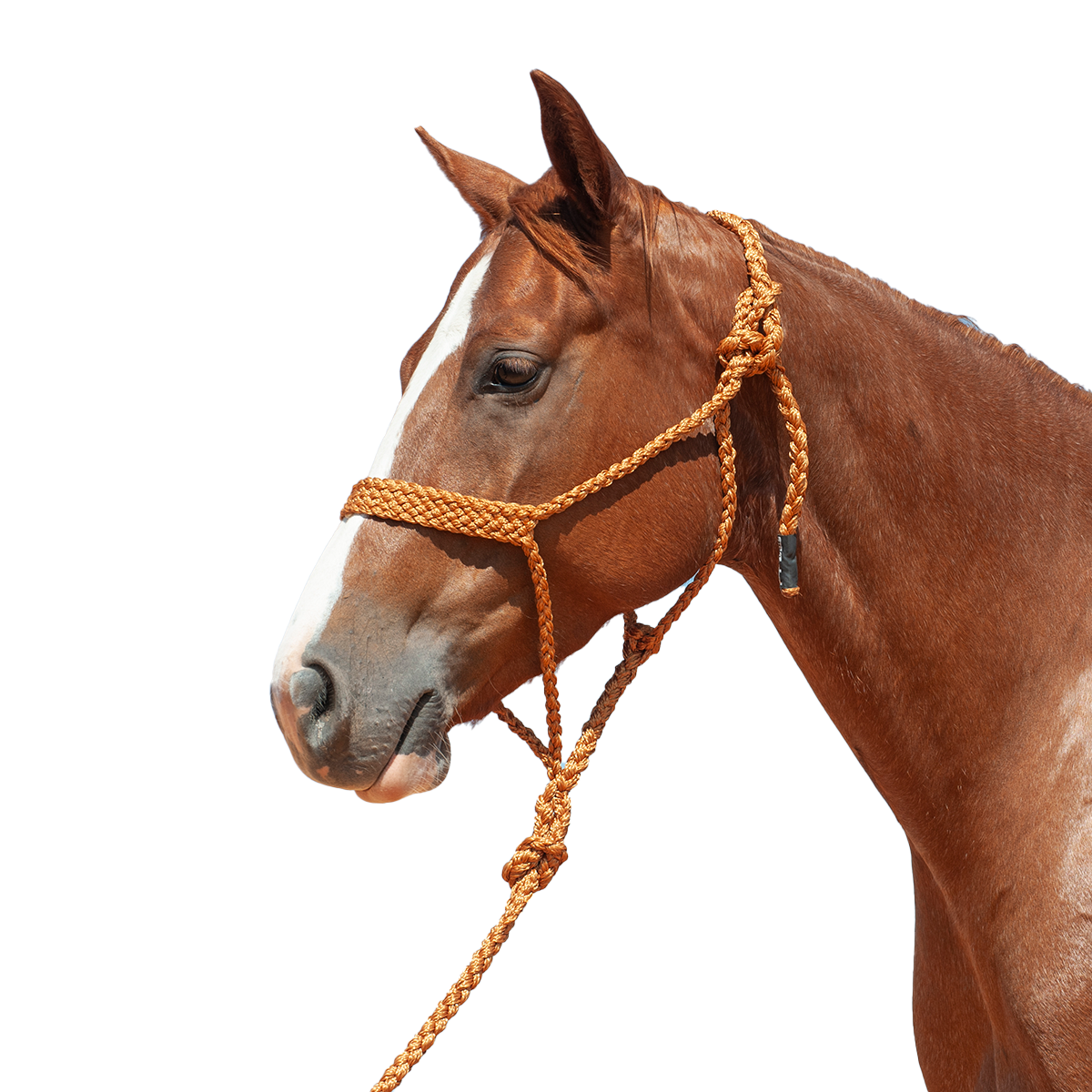 Cashel |  Flat Braid Halter w/ 9' Lead