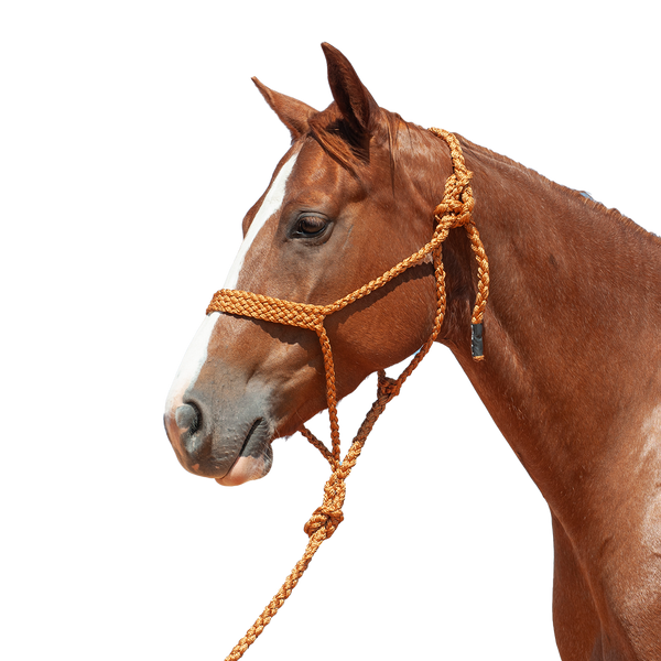 Cashel |  Flat Braid Halter w/ 9' Lead