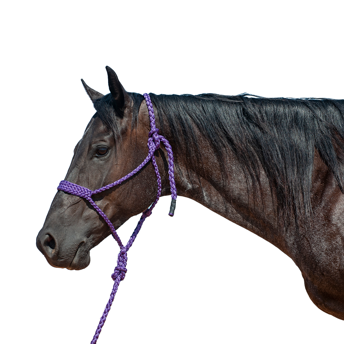 Cashel |  Flat Braid Halter w/ 9' Lead
