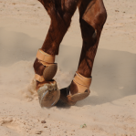 Classic Equine | Pro Leather | Skid Boots