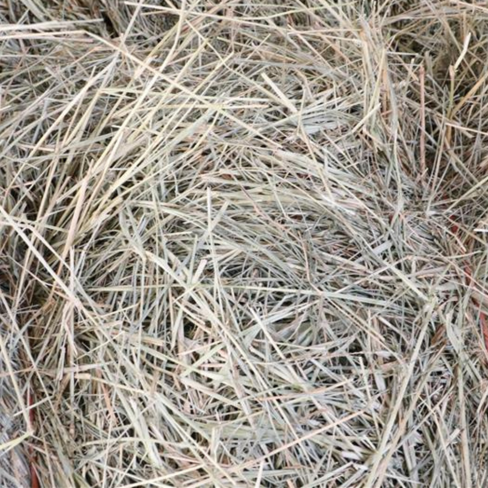 2 String Coastal Hay