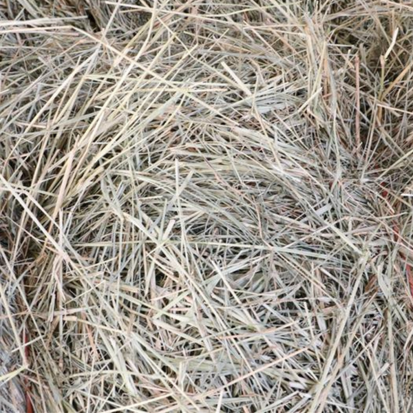2 String Coastal Hay
