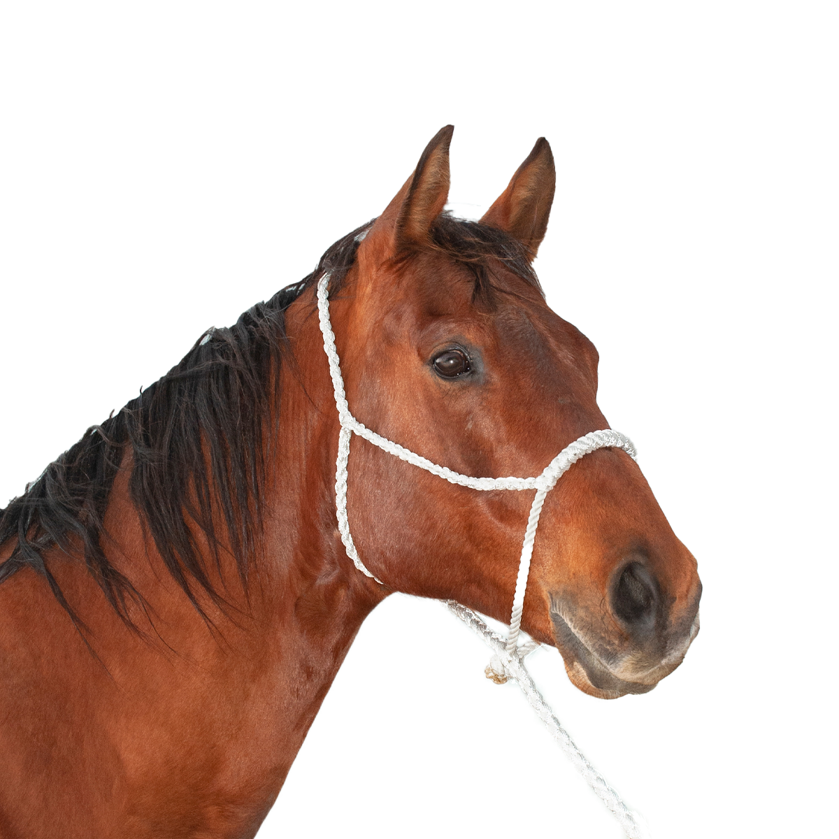 Classic Equine | Halter w/Lead | Rope Nose