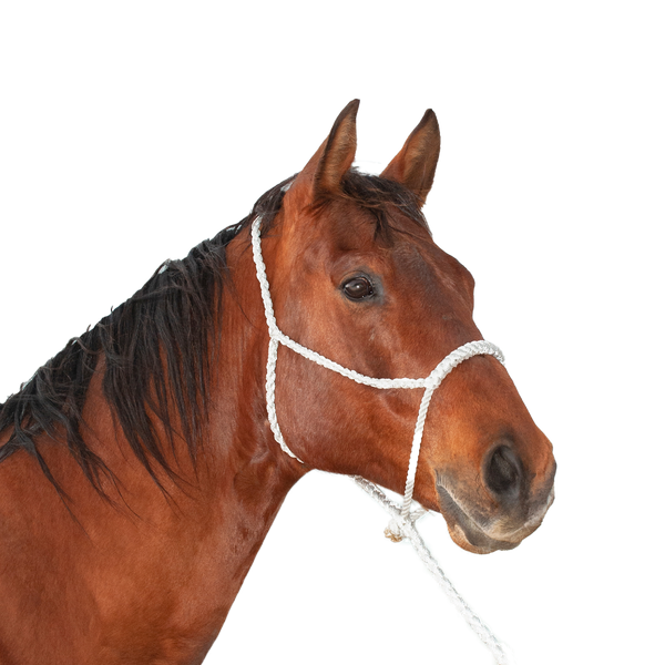 Classic Equine | Halter w/Lead | Rope Nose