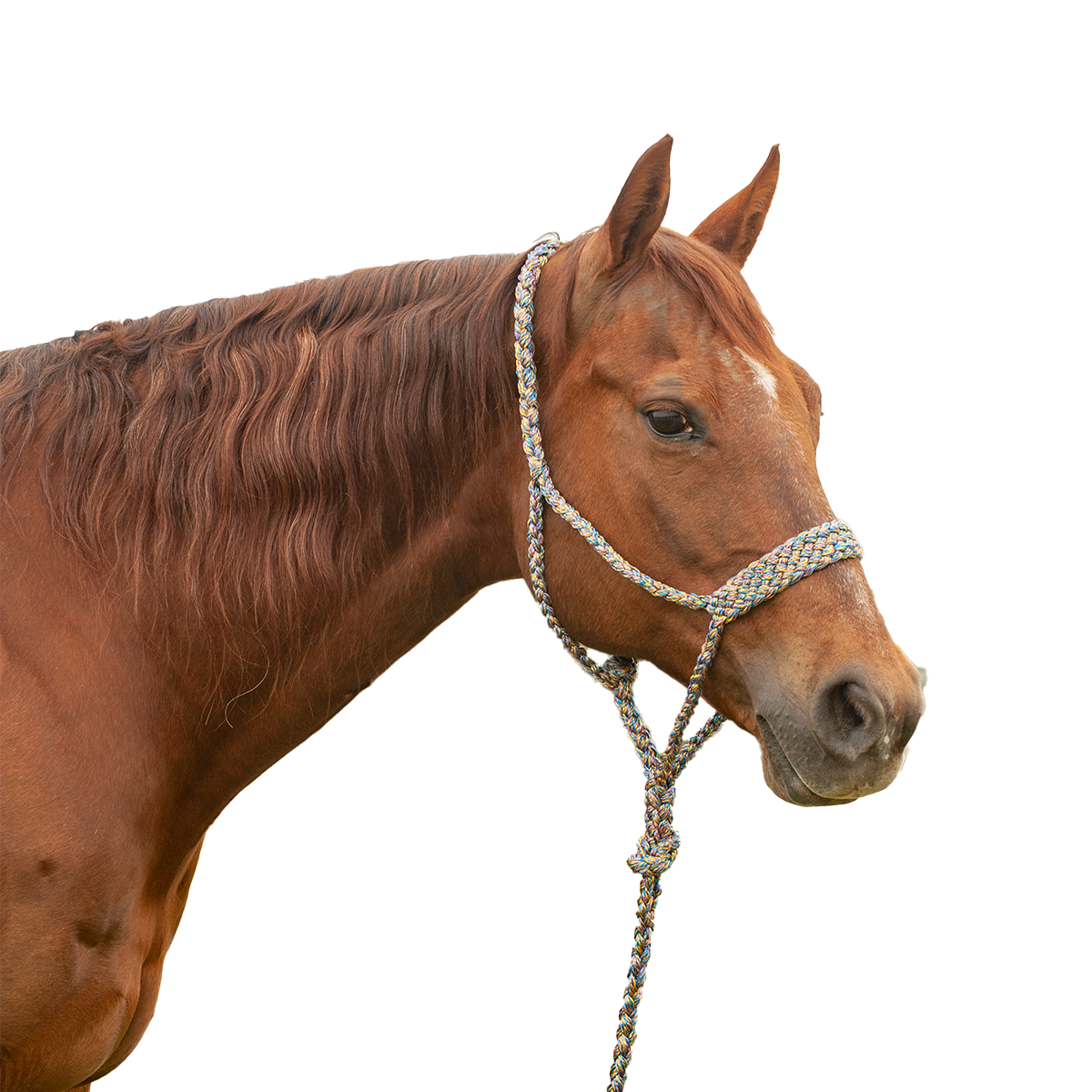 Cashel |  Flat Braid Halter w/ 9' Lead