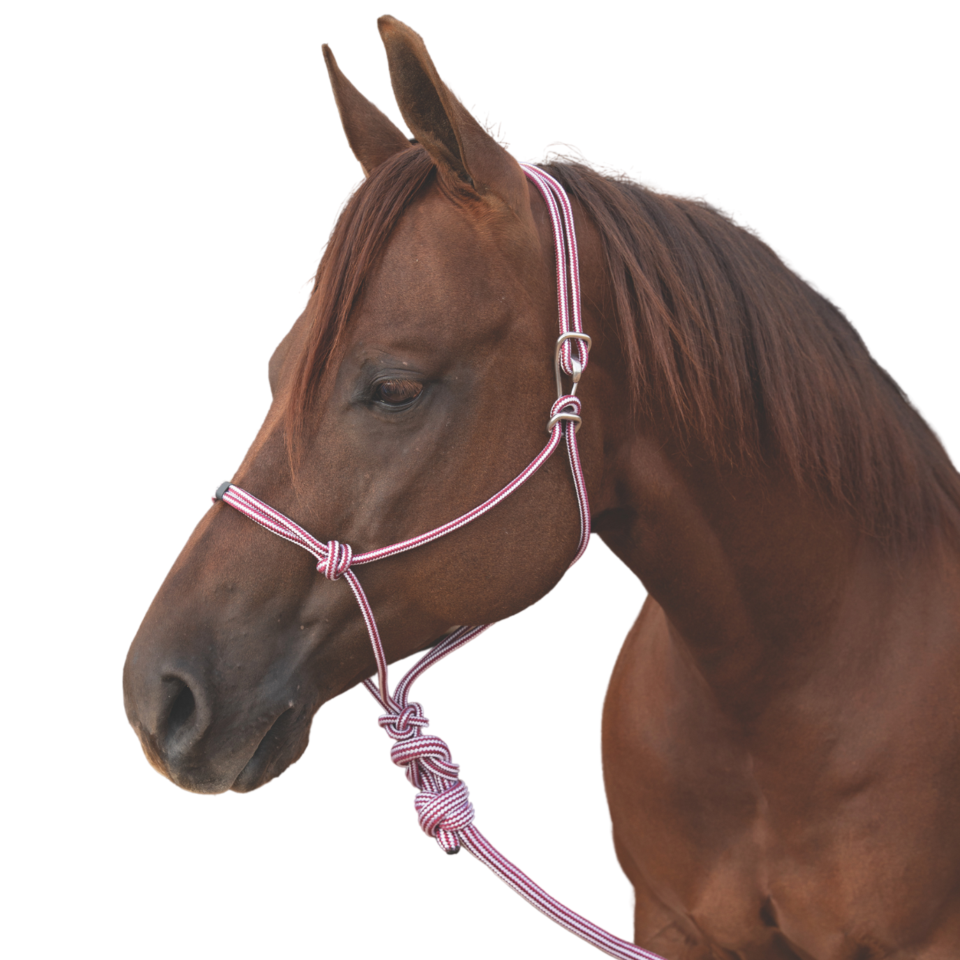 Professional's Choice | Easy-On Rope Halter w/ Lead