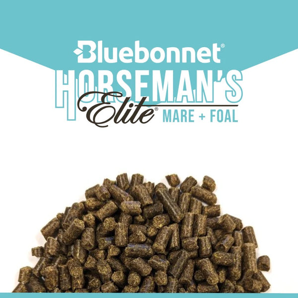 Bluebonnet Feeds | Horseman's Elite Mare & Foal