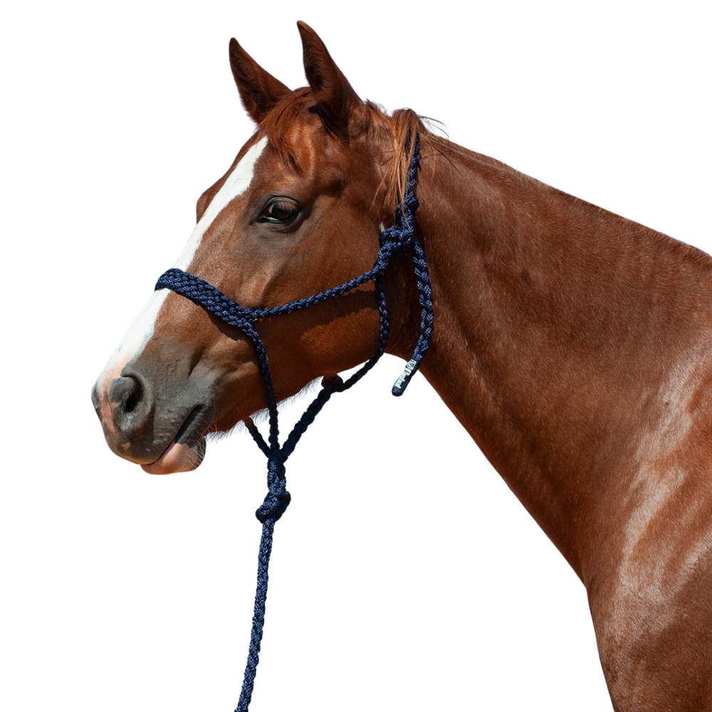Cashel |  Flat Braid Halter w/ 9' Lead
