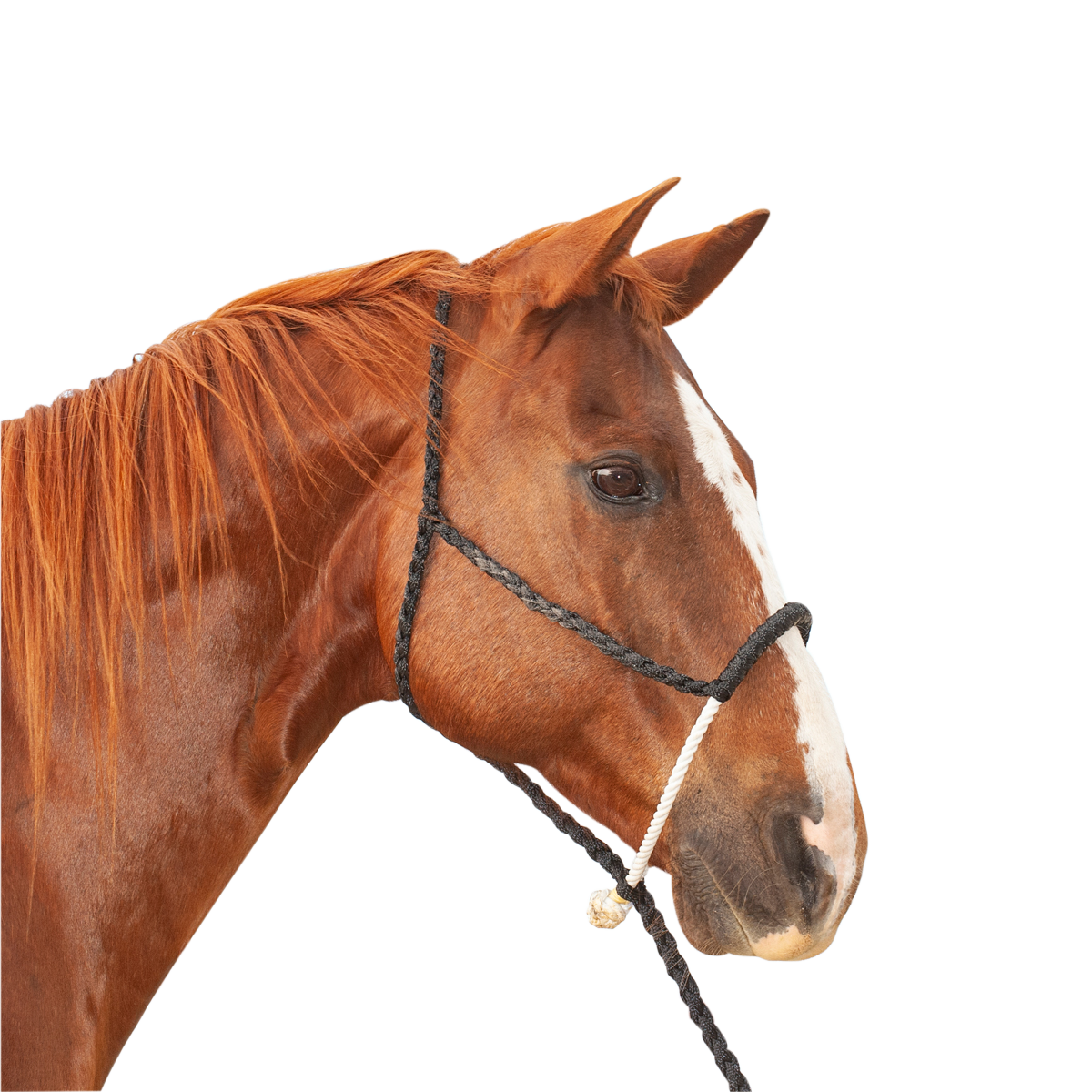 Classic Equine | Halter w/Lead | Rope Nose