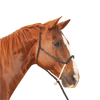 Classic Equine | Halter w/Lead | Rope Nose