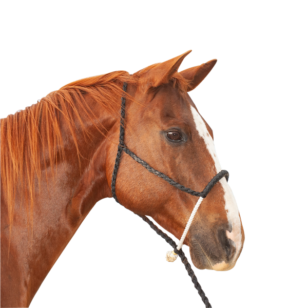Classic Equine | Halter w/Lead | Rope Nose